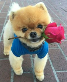 JiffPom