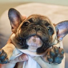 Penny The Frenchie