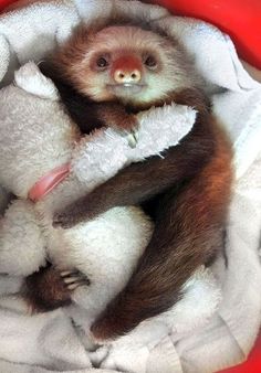 Kristine Sloth