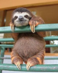 Kristine Sloth