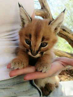 Savannah Lynx