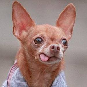 Mervin the Chihuahua