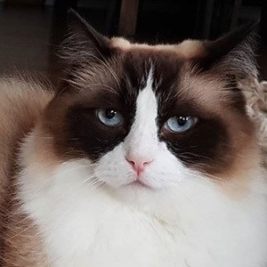 Toby Timo The Ragdoll Cat